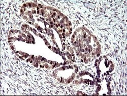 PMS2 Mouse anti-Human, Clone: OTI4B7, lyophilized, TrueMAB 100 &mu;g; Unconjugated:Antibodies,