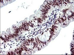 PMS2 Monoclonal Antibody (OTI4B7), TrueMAB , OriGene 100 &mu;L; Unconjugated:Antibodies,