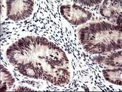 PMS2 Mouse anti-Human, Clone: OTI4B7, lyophilized, TrueMAB 100 &mu;g; Unconjugated:Antibodies,