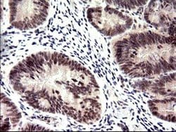 PMS2 Monoclonal Antibody (OTI4B7), TrueMAB , OriGene 100 &mu;L; Unconjugated:Antibodies,