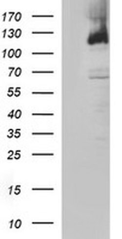 PMS2 Mouse anti-Human, Clone: OTI2G5, liquid, TrueMAB 30 &mu;L; Unconjugated:Antibodies,
