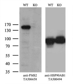 PMS2 Mouse anti-Human, Clone: OTI2G5, liquid, TrueMAB 30 &mu;L; Unconjugated:Antibodies,