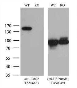 PMS2 Mouse anti-Human, Clone: OTI4B7, lyophilized, TrueMAB 100 &mu;g; Unconjugated:Antibodies,
