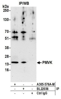 PMVK Polyclonal Antibody, Bethyl Laboratories:Antibodies:Primary Antibodies