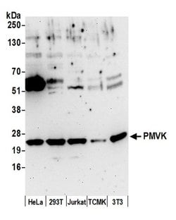 PMVK Polyclonal Antibody, Bethyl Laboratories 20 &mu;L; Unconjugated:Antibodies,