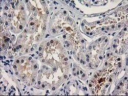 PNMA3 Mouse anti-Human, Clone: OTI1C3, lyophilized, TrueMAB 100 &mu;g;