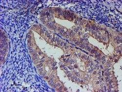 PNMA3 Monoclonal Antibody (OTI2E6), TrueMAB , OriGene 100 &mu;L; Unconjugated:Antibodies,