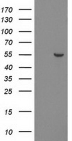 PNMA3 Mouse anti-Human, Clone: OTI1C3, lyophilized, TrueMAB 100 &mu;g;
