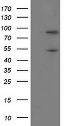 PNMA3 Monoclonal Antibody (OTI3F4), TrueMAB , OriGene:Antibodies:Primary