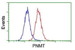 PNMT Monoclonal Antibody (OTI1D5), TrueMAB , OriGene 100 &mu;L; Unconjugated:Antibodies,