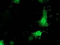 PNMT Monoclonal Antibody (OTI2G4), TrueMAB , OriGene 100 &mu;L; Unconjugated:Antibodies,