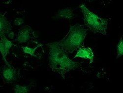PNMT Mouse anti-Human, Clone: OTI1F3, lyophilized, TrueMAB 100 &mu;g; Unconjugated:Antibodies,