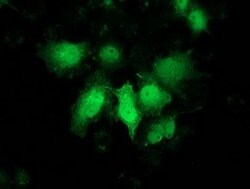 PNMT Monoclonal Antibody (OTI1F1), TrueMAB , OriGene 100 &mu;L; Unconjugated:Antibodies,