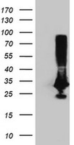 PNMT Monoclonal Antibody (OTI2F3), TrueMAB , OriGene 100 &mu;L; Unconjugated:Antibodies,