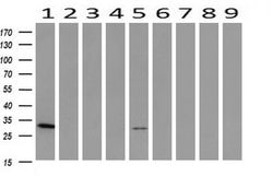 PNMT Mouse anti-Canine, Human, Mouse, Rat, Clone: OTI1D2, liquid, TrueMAB
