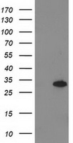PNMT Monoclonal Antibody (OTI2H6), TrueMAB , OriGene 30 &mu;L; Unconjugated:Antibodies,