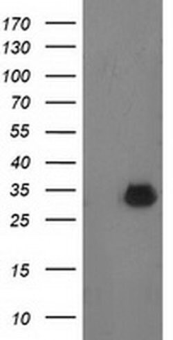 PNMT Monoclonal Antibody (OTI1B7), TrueMAB , OriGene:Antibodies:Primary