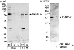 PNN/Pinin Rabbit anti-Human, Mouse, Polyclonal, Bethyl Laboratories 100