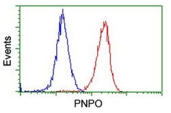 PNPO Monoclonal Antibody (OTI1G9), TrueMAB , OriGene 100 &mu;L; Unconjugated:Antibodies,