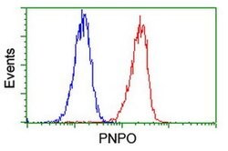 PNPO Monoclonal Antibody (OTI1G9), TrueMAB , OriGene 100 &mu;L; Unconjugated:Antibodies,