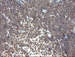 PNPO Monoclonal Antibody (OTI1G9), TrueMAB , OriGene 100 &mu;L; Unconjugated:Antibodies,
