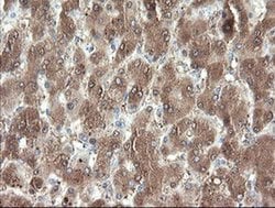 PNPO Monoclonal Antibody (OTI1G9), TrueMAB , OriGene 100 &mu;L; Unconjugated:Antibodies,