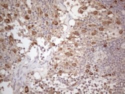 PODXL Monoclonal Antibody (OTI2C6), TrueMAB , OriGene 30 &mu;L | Buy Online | Origene Technologies | Fisher Scientific