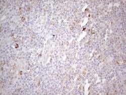 PODXL Monoclonal Antibody (OTI2C6), TrueMAB , OriGene 30 &mu;L | Buy Online | Origene Technologies | Fisher Scientific