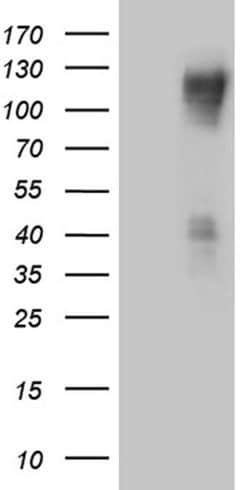 PODXL2 Monoclonal Antibody (OTI3D6), TrueMAB , OriGene 100 &mu;L; Unconjugated:Antibodies,