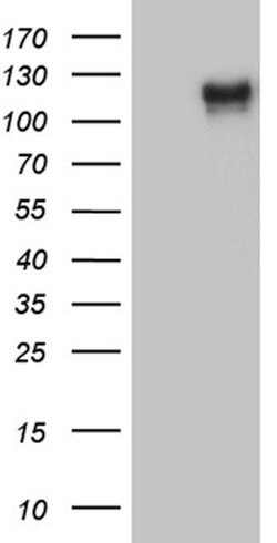 PODXL2 Mouse anti-Human, Clone: OTI3B6, lyophilized, TrueMAB 100 &mu;g;