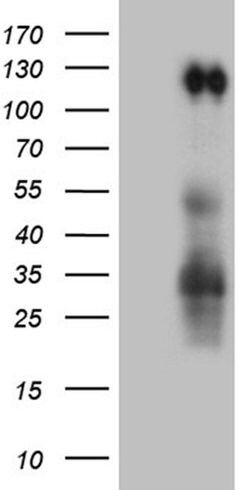 PODXL2 Monoclonal Antibody (OTI10D8), TrueMAB , OriGene:Antibodies:Primary