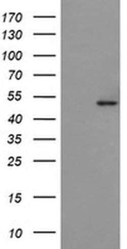 POFUT2 Monoclonal Antibody (OTI1A6), TrueMAB , OriGene 100 &mu;L; Unconjugated:Antibodies,