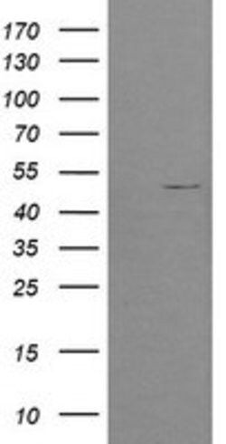 POFUT2 Mouse anti-Human, Clone: OTI5H1, lyophilized, TrueMAB 100 &mu;g;