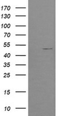 POFUT2 Monoclonal Antibody (OTI5H1), TrueMAB , OriGene 100 &mu;L; Unconjugated:Antibodies,