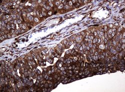POGK Mouse anti-Human, Clone: OTI6D5, lyophilized, TrueMAB 100 &mu;g; Unconjugated:Antibodies,