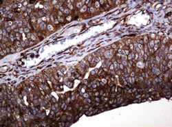 POGK Monoclonal Antibody (OTI6D5), TrueMAB , OriGene 100 &mu;L; Unconjugated:Antibodies,