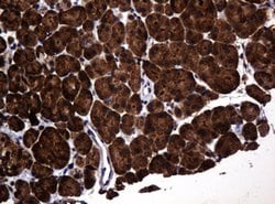POGK Mouse anti-Human, Clone: OTI6D5, lyophilized, TrueMAB 100 &mu;g; Unconjugated:Antibodies,