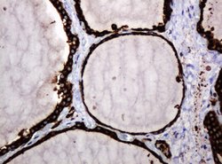 POGK Mouse anti-Human, Clone: OTI6D5, lyophilized, TrueMAB 100 &mu;g; Unconjugated:Antibodies,