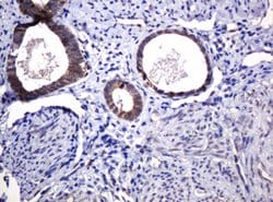 POGK Mouse anti-Human, Clone: OTI6D5, lyophilized, TrueMAB 100 &mu;g; Unconjugated:Antibodies,