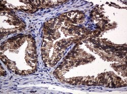 POGK Mouse anti-Human, Clone: OTI6D5, lyophilized, TrueMAB 100 &mu;g; Unconjugated:Antibodies,
