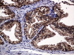 POGK Monoclonal Antibody (OTI6D5), TrueMAB , OriGene 100 &mu;L; Unconjugated:Antibodies,
