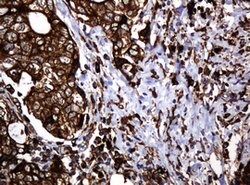 POGK Mouse anti-Human, Clone: OTI6D5, lyophilized, TrueMAB 100 &mu;g; Unconjugated:Antibodies,
