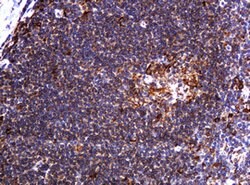POGK Mouse anti-Human, Clone: OTI6D5, lyophilized, TrueMAB 100 &mu;g; Unconjugated:Antibodies,