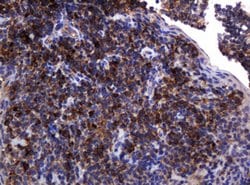 POGK Mouse anti-Human, Clone: OTI6D5, lyophilized, TrueMAB 100 &mu;g; Unconjugated:Antibodies,