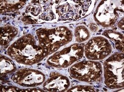 POGK Mouse anti-Human, Clone: OTI6D5, lyophilized, TrueMAB 100 &mu;g; Unconjugated:Antibodies,
