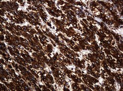 POGK Mouse anti-Human, Clone: OTI6D5, lyophilized, TrueMAB 100 &mu;g; Unconjugated:Antibodies,