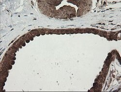 POGK Monoclonal Antibody (OTI2G8), TrueMAB , OriGene 100 &mu;L; Unconjugated:Antibodies,