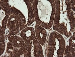 POGK Monoclonal Antibody (OTI2G8), TrueMAB , OriGene 100 &mu;L; Unconjugated:Antibodies,