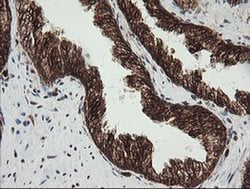 POGK Monoclonal Antibody (OTI2G8), TrueMAB , OriGene 100 &mu;L; Unconjugated:Antibodies,
