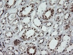 POGK Monoclonal Antibody (OTI2G8), TrueMAB , OriGene 100 &mu;L; Unconjugated:Antibodies,